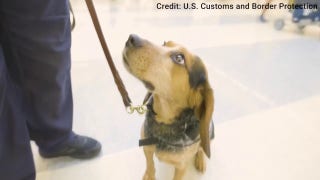 Sniffing out threats: Freddy of the CBP Beagle Brigade on duty at Dulles airport