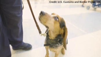 Sniffing out threats: Freddy of the CBP Beagle Brigade on duty at Dulles airport