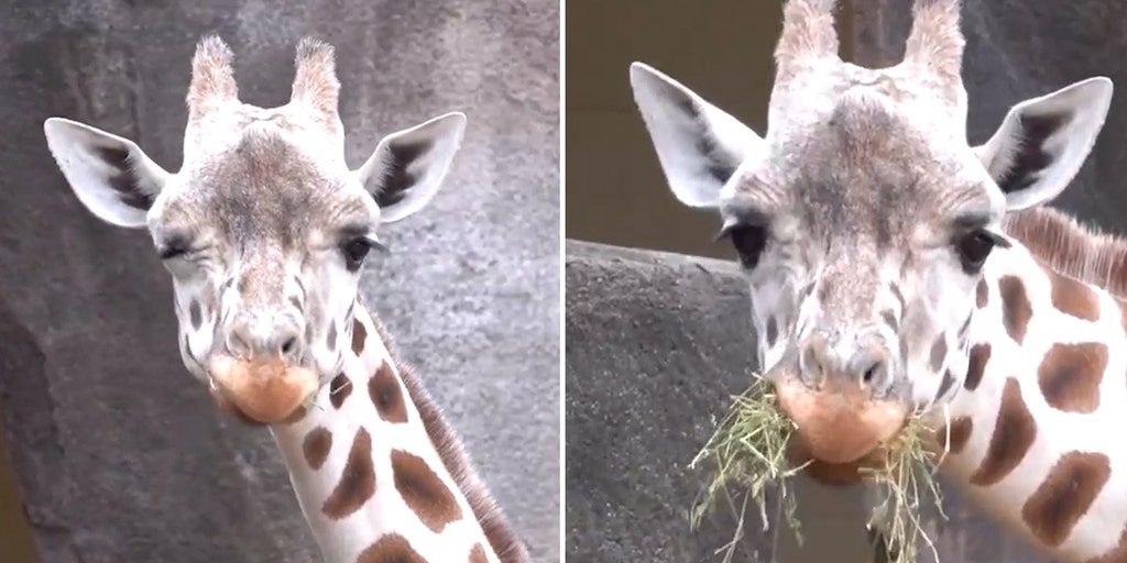 Major attraction at Milwaukee County Zoo draws a crowd with snack-time antics