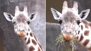 Major attraction at Milwaukee County Zoo draws a crowd with snack-time antics