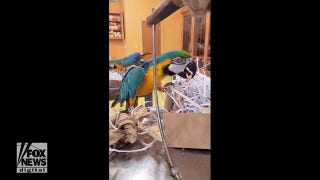  Blue-and-yellow macaw looks for hidden snacks  - Fox News