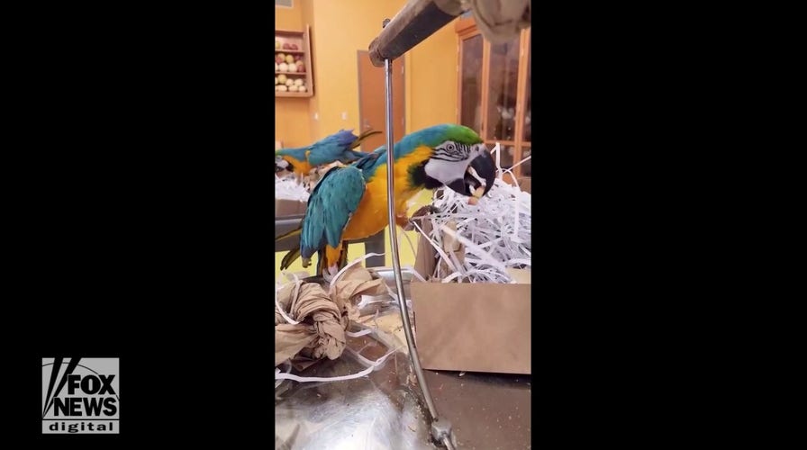 Blue-and-yellow macaw looks for hidden snacks