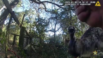 Deputy wrangles runaway emu after chaotic chase on rural Florida road