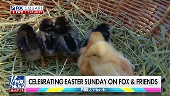 'Fox & Friends Weekend' celebrates Easter with baby chicks