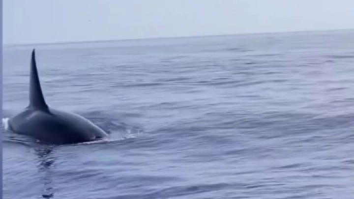 Florida fishermen have close encounter with killer whales