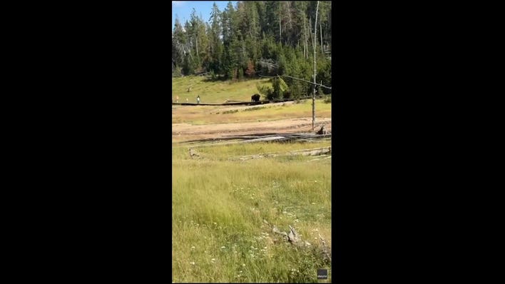 Yellowstone bison chases child during terrifying close encounter caught on camera