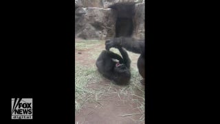 Gorilla tickled by mother results in loads of laughs - Fox News