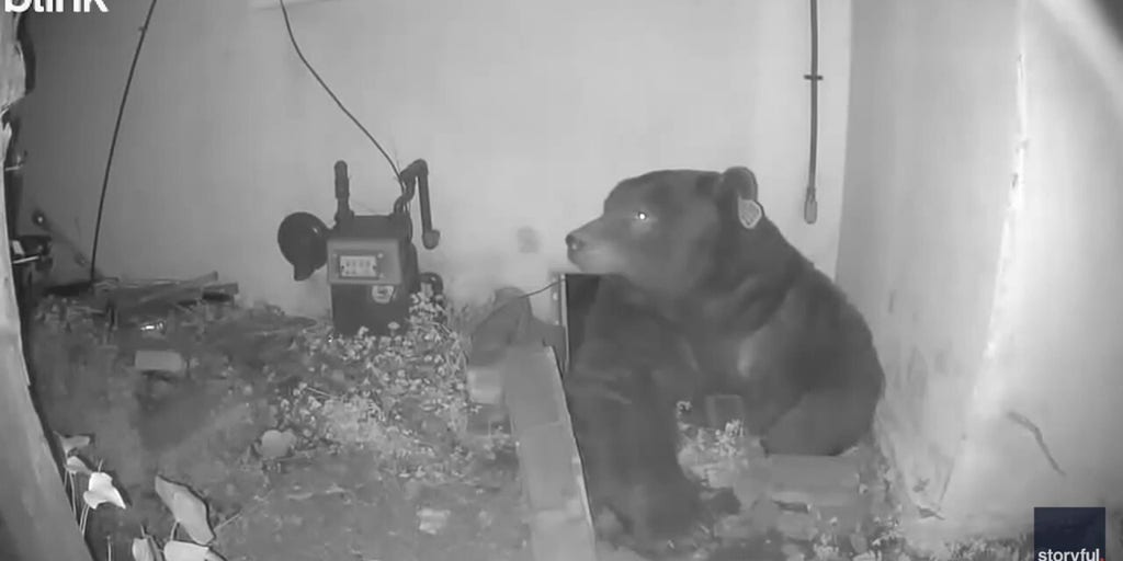 500-pound bear moves into crawl space under Altadena, California, home