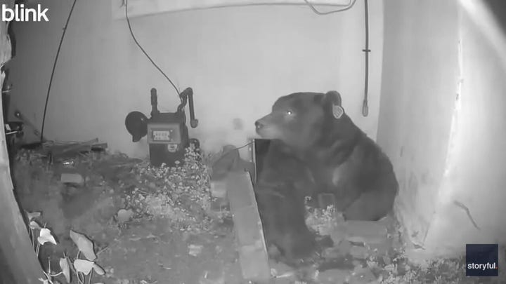 500-pound bear moves into crawlspace under Altadena, California, home