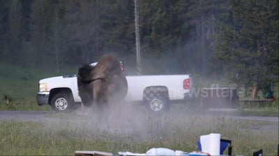 Bison attacks camper at Yellowstone National Park