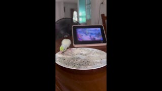 Parrot picks seeds from dragonfruit without touching the white flesh