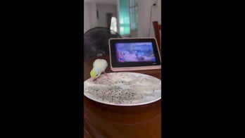 Parrot picks seeds from dragonfruit without touching the white flesh