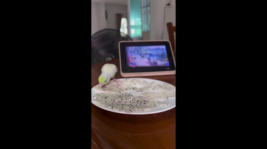 Parrot picks seeds from dragonfruit without touching the white flesh