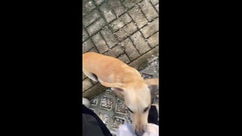 Hungry dogs swarm man's food bag, feast on spilled chicken and spring rolls