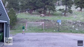 Unexpected backyard visitor joins teens in game of soccer - Fox News