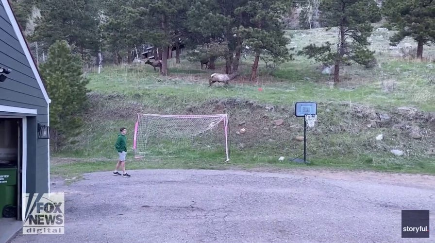 Unexpected backyard visitor joins teens in game of soccer