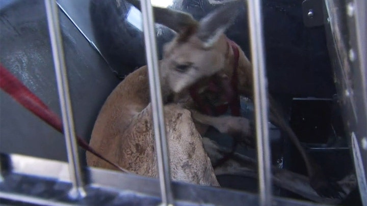 Kangaroo apprehended roaming Fort Lauderdale streets leaves police perplexed