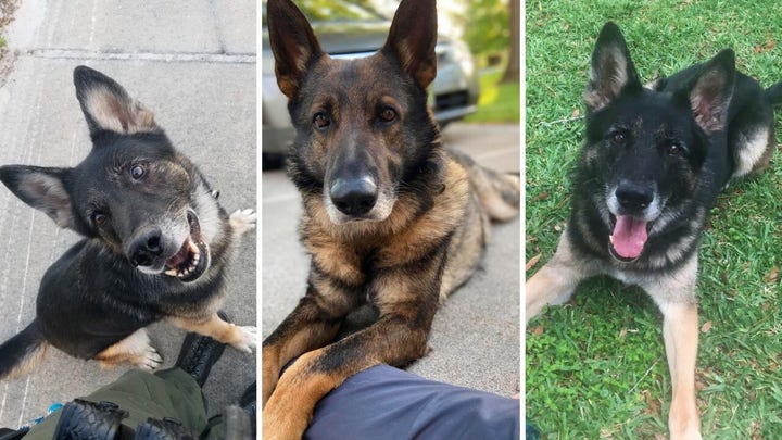 Fox Nation's 'Hero Dogs' series highlights Tennessee K9 'Joker' who overcame tragedy