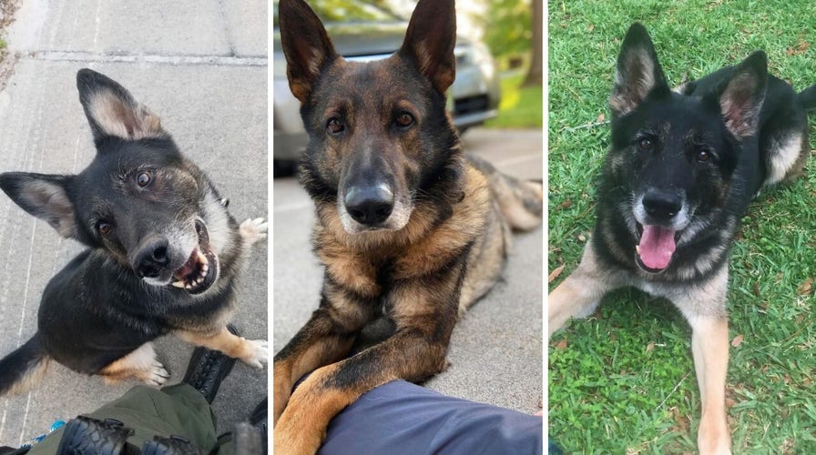 Fox Nation's 'Hero Dogs' series highlights Tennessee K-9 'Joker' who overcame tragedy