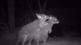 Wallaby joeys arrive in Australia, enjoy new home - Fox News