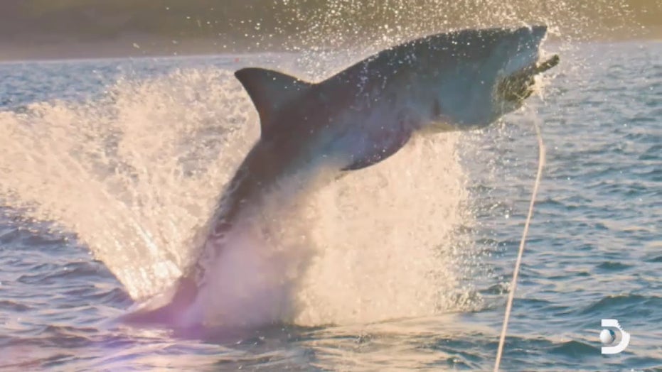 Woman slides into Bahamian waters as 8foot shark 'bumped' into her