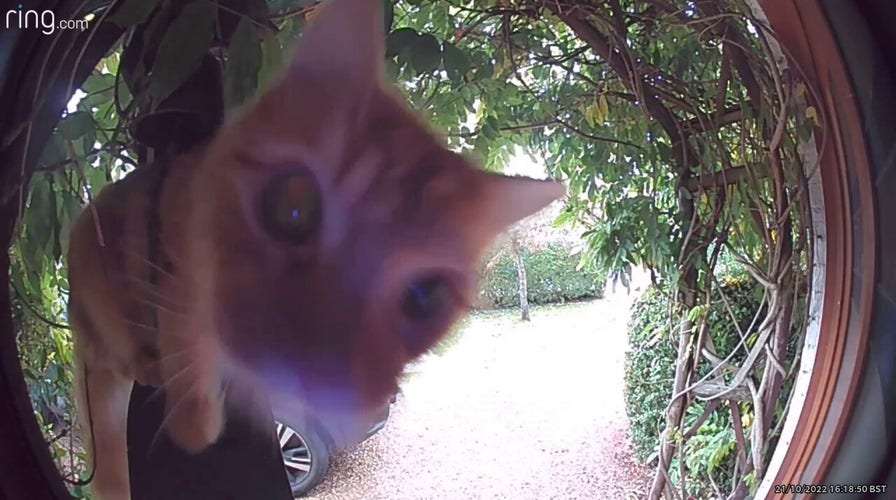 Ginger cat comes eye-to-eye with doorbell, plays with owner on over-com
