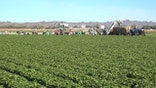 Coronavirus pandemic impacts lettuce industry as farmworkers brace for busy season