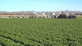 Coronavirus pandemic impacts lettuce industry as farmworkers brace for busy season