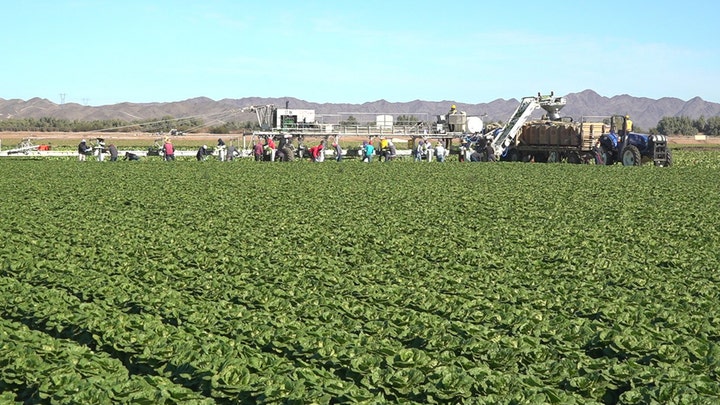 COVID-19 impacts lettuce industry 