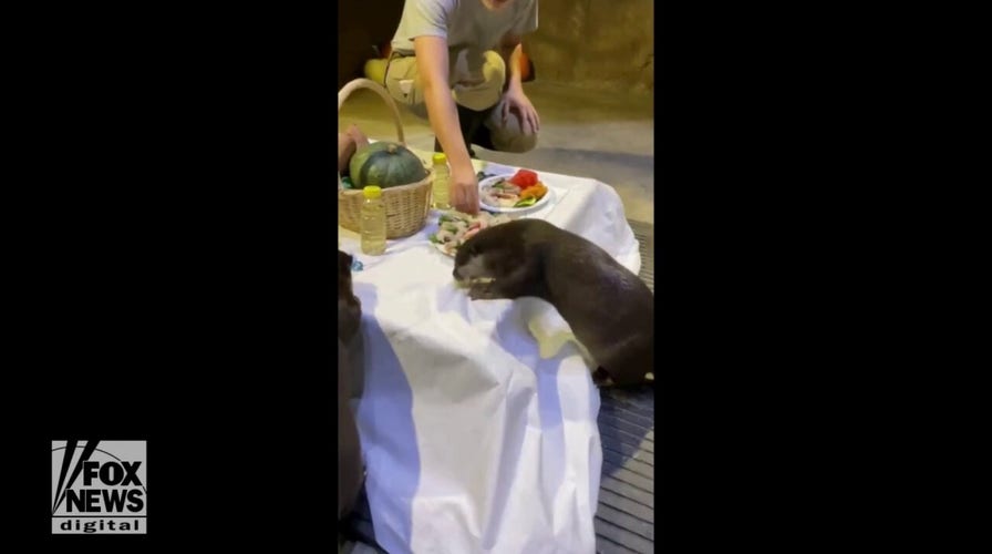 Thanksgiving feast! Otters enjoy a festive meal ahead of the holiday