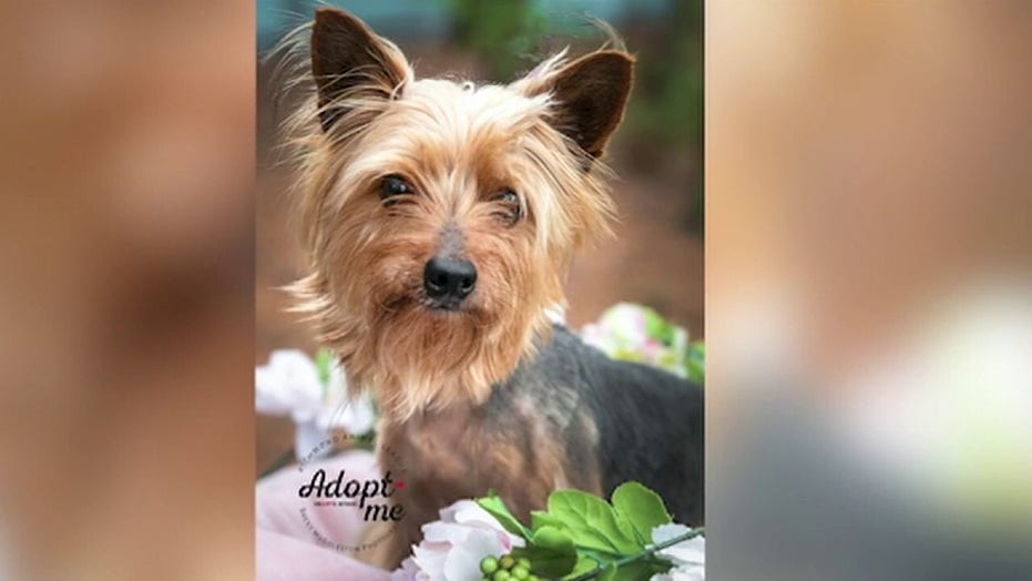 Coronavirus Social distancing guidelines applies to pets, CDC says