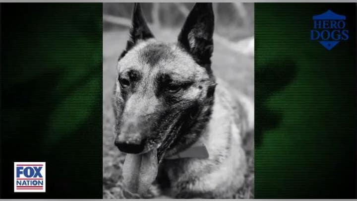 Fox Nation tells the story of Layka, a military dog who was shot four times protecting her team
