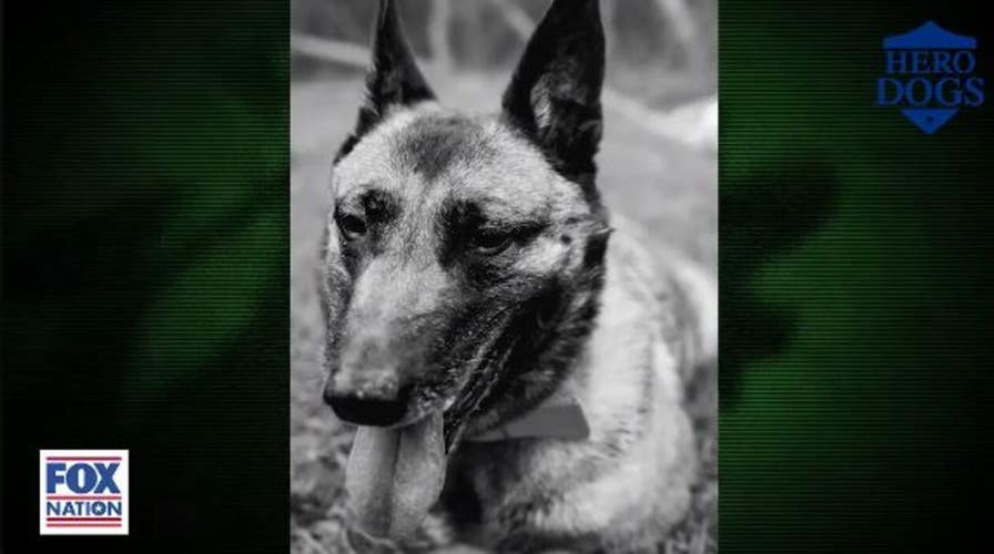 Fox Nation tells the story of Layka, a military dog who was shot four times protecting her team