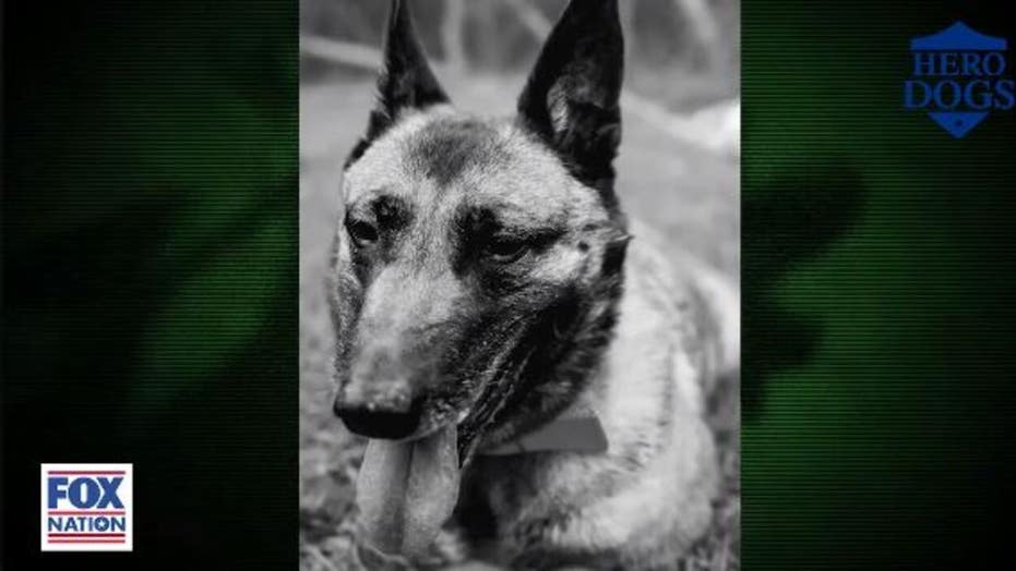 Fox Nation S Hero Dogs Meet Heroic K9 Who Lost Leg While Protecting Us Soldiers In Afghanistan Fox News