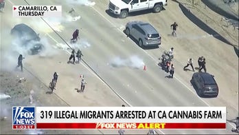 California Cannabis farm raid is 'largest worksite enforcement raid' of this year: CBP sources