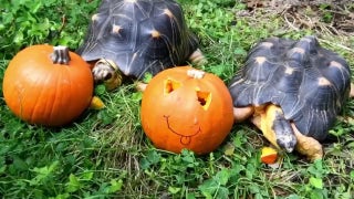 Reptiles at Washington zoo play with pumpkins on celebratory day - Fox News