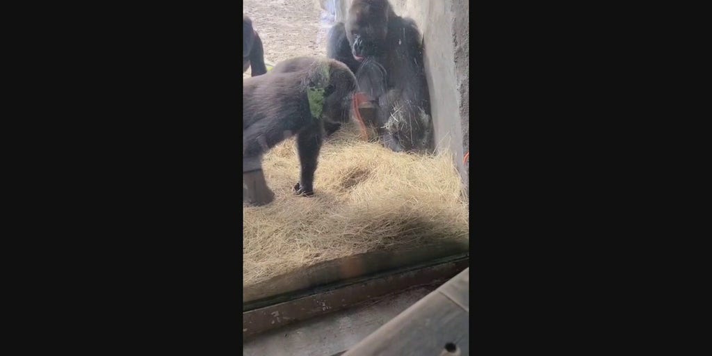 Gorillas don't know how to react when snake gets inside zoo enclosure