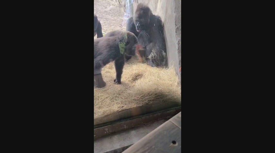 Gorillas don't know how to react when snake gets inside zoo enclosure