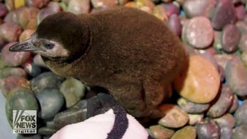 Local aquarium welcomes precious penguin chicks