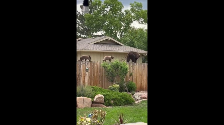 Bear and cubs walk on fence between Colorado homes
