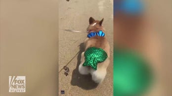 Corgi wears mermaid bikini while enjoying a walk on the beach