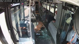 Deer busts through Rhode Island bus windshield - Fox News