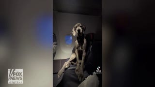 Great Dane takes a plane ride: See how one dog traveled in style - Fox News