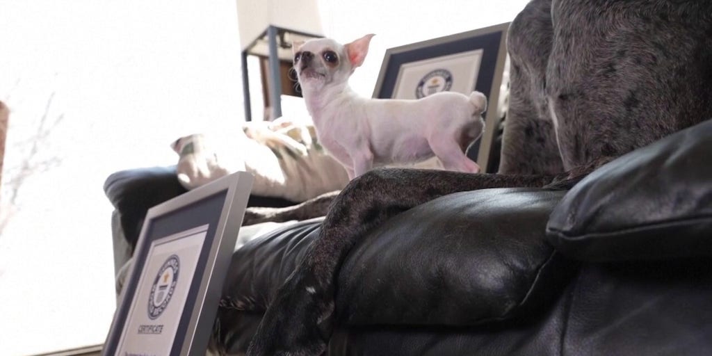 World's tallest, shortest pups meet for playdate
