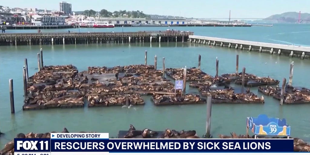 Aggressive sea lion attacks surfers in Southern California