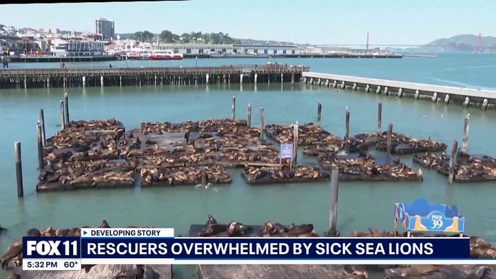 Aggressive sea lion attacks surfers in Southern California