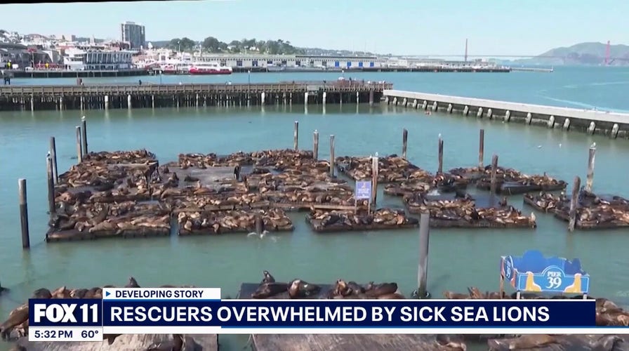 Aggressive sea lion attacks surfers in Southern California