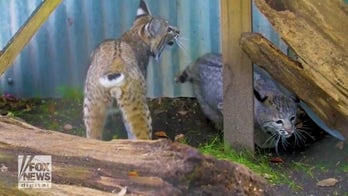 Two orphaned bobcat kittens are welcomed to the Audubon Zoo in New Orleans