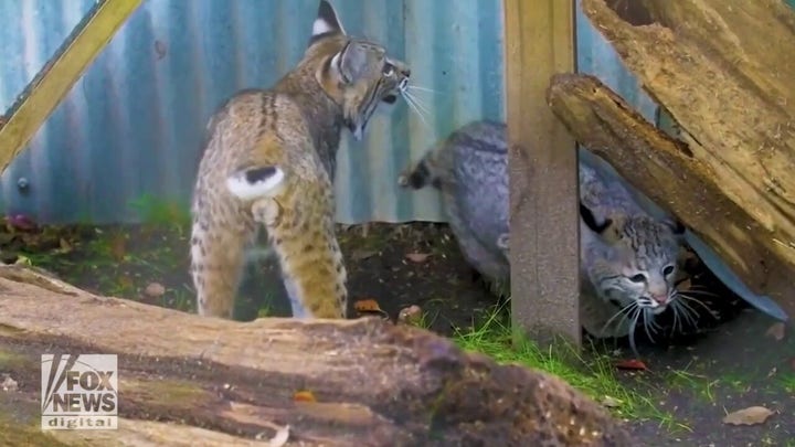 Two orphaned bobcat kittens are welcomed to the Audubon Zoo in New Orleans