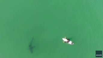 Drone warning helps surfer escape shark circling his surfboard near California beach - Fox News